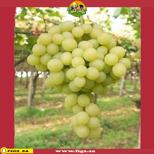 Grapes
